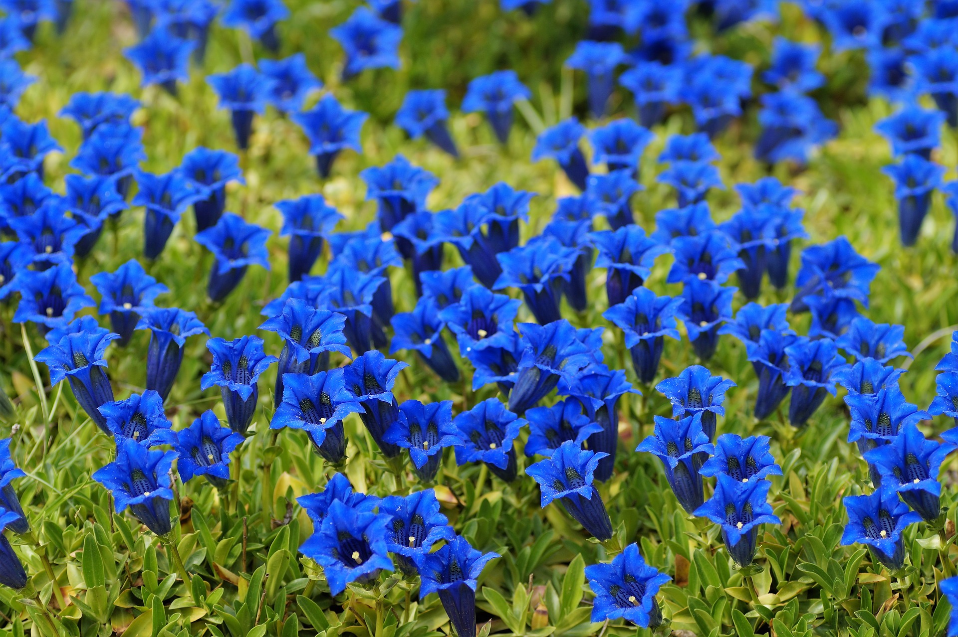 gentian-2292333_1920