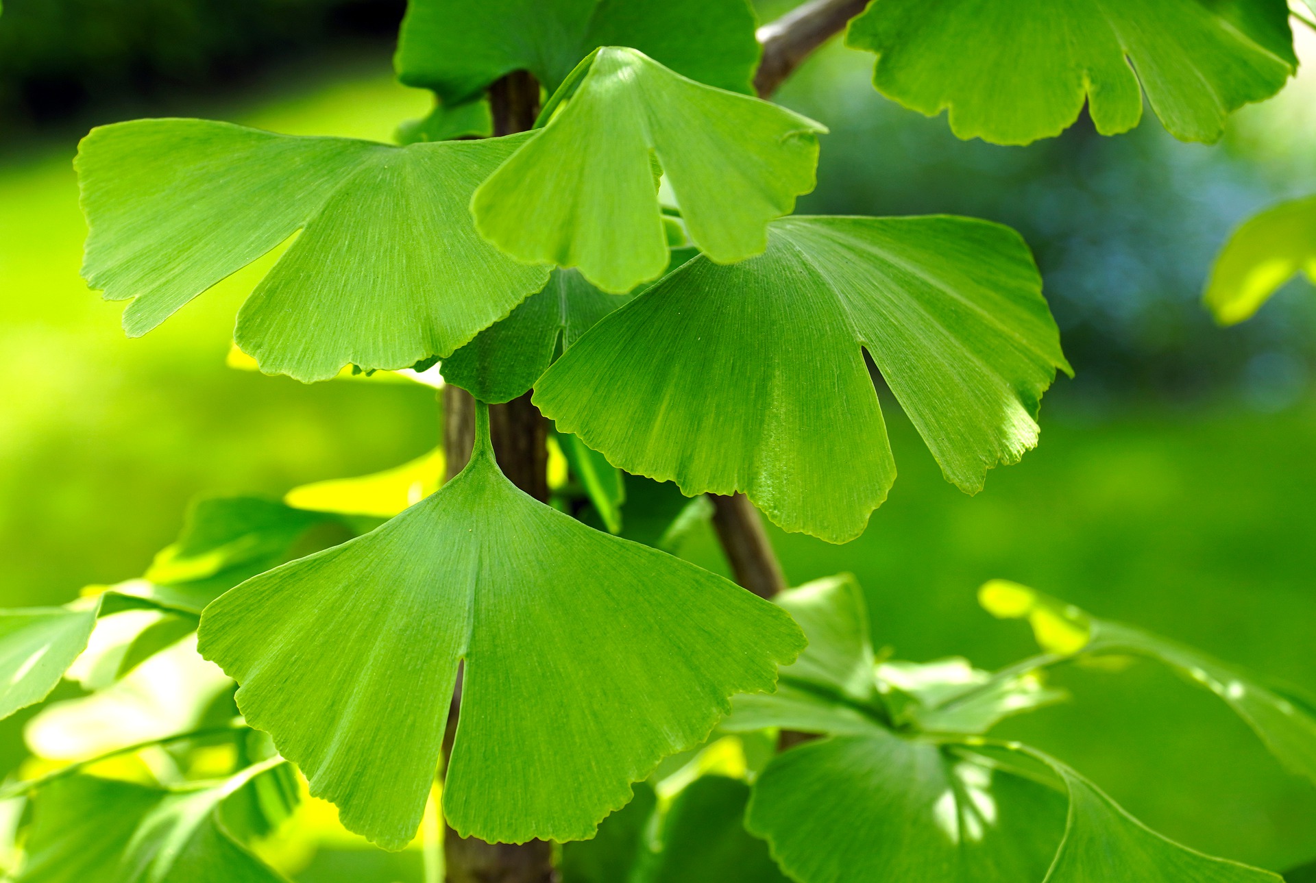 ginkgo-5136230_1920