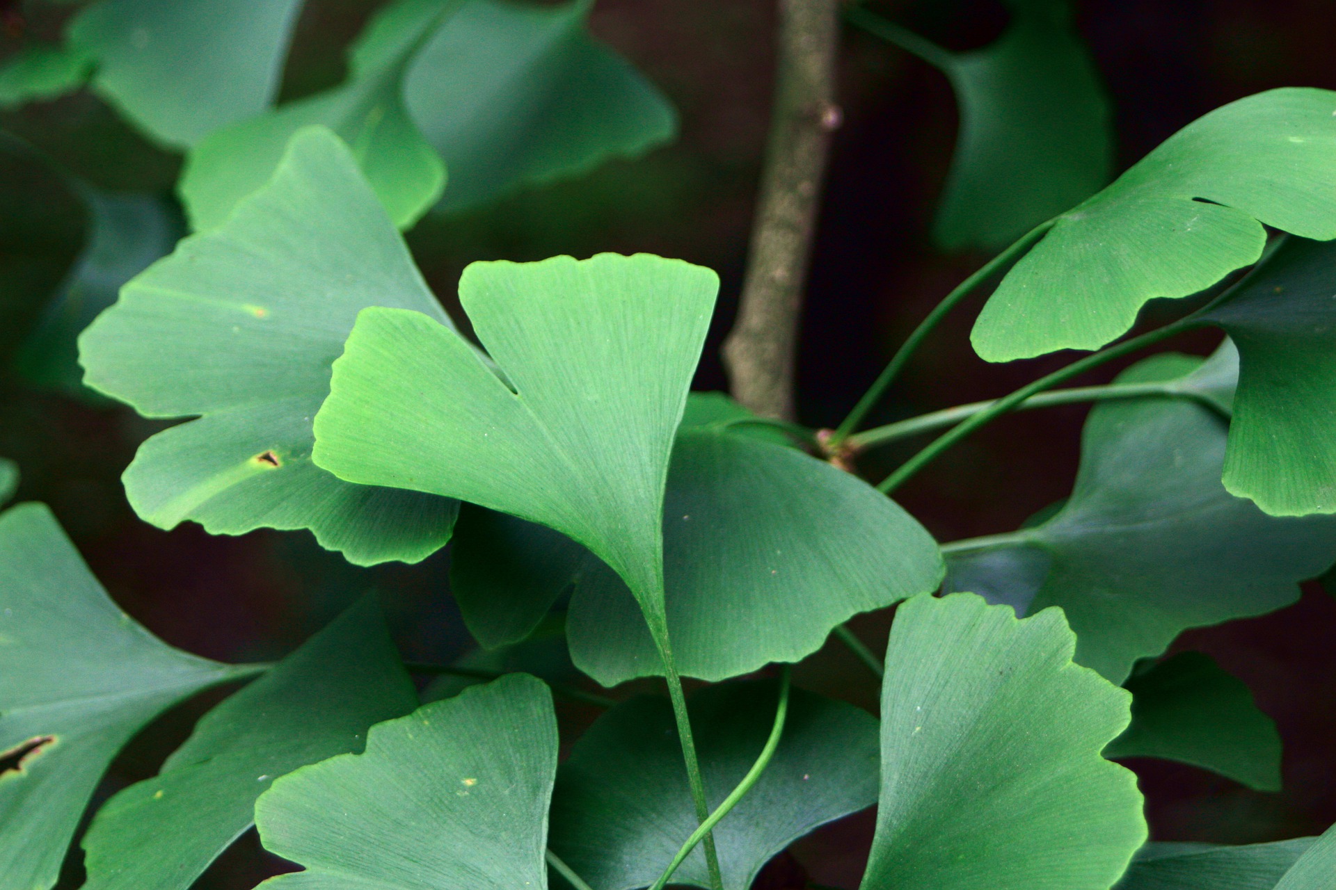 ginkgo-5241433_1920