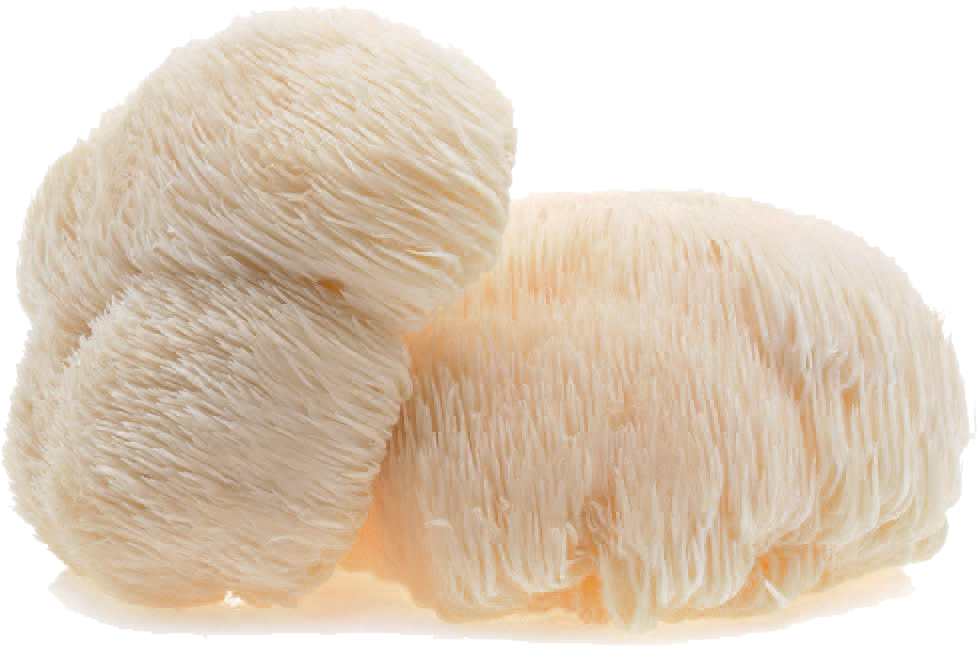 hericium