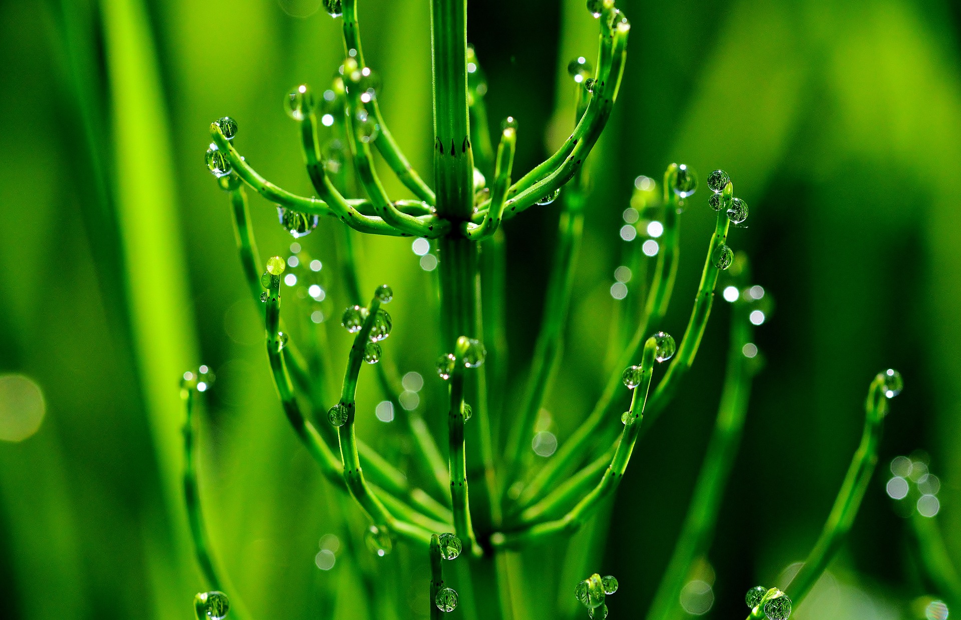 horsetail-4246312_1920