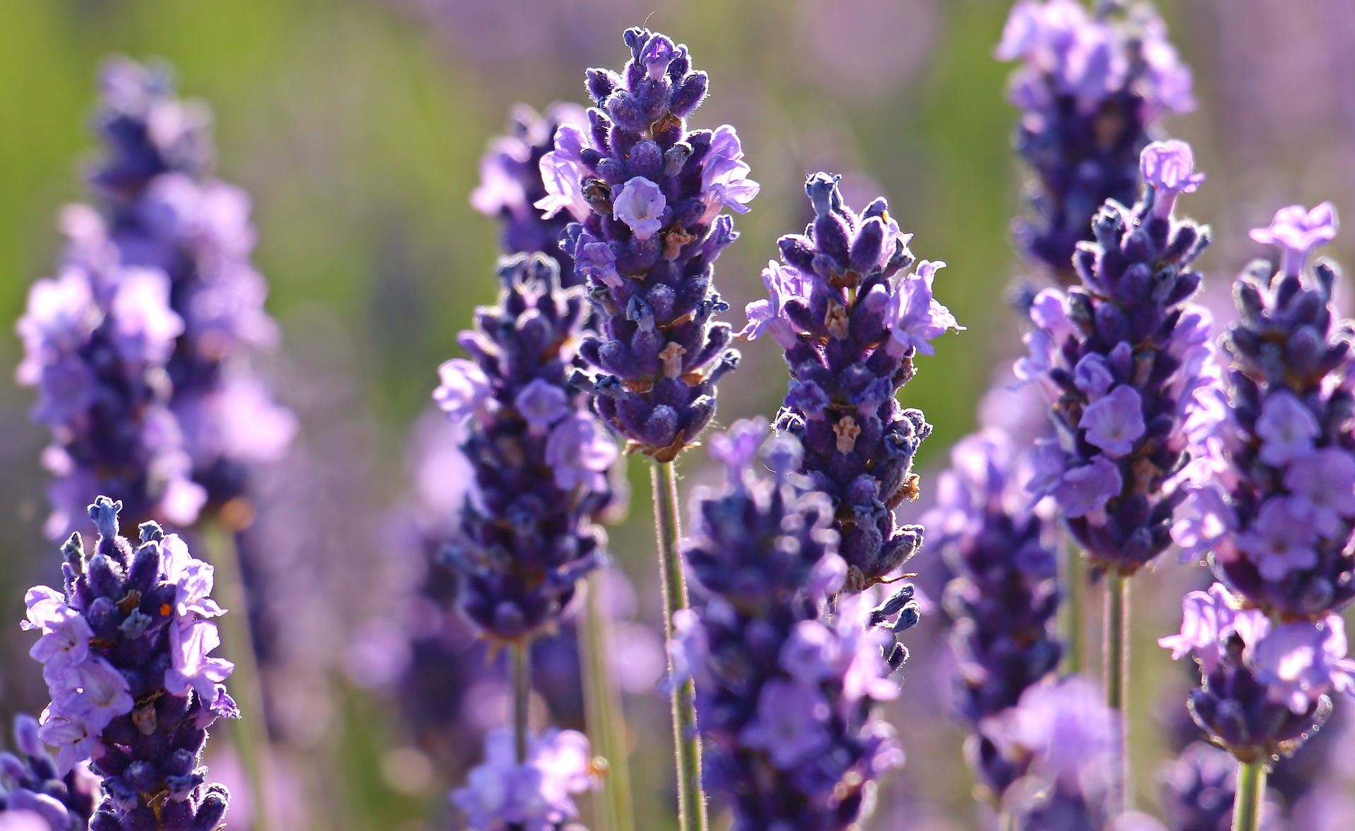 lavender-2426376_1920