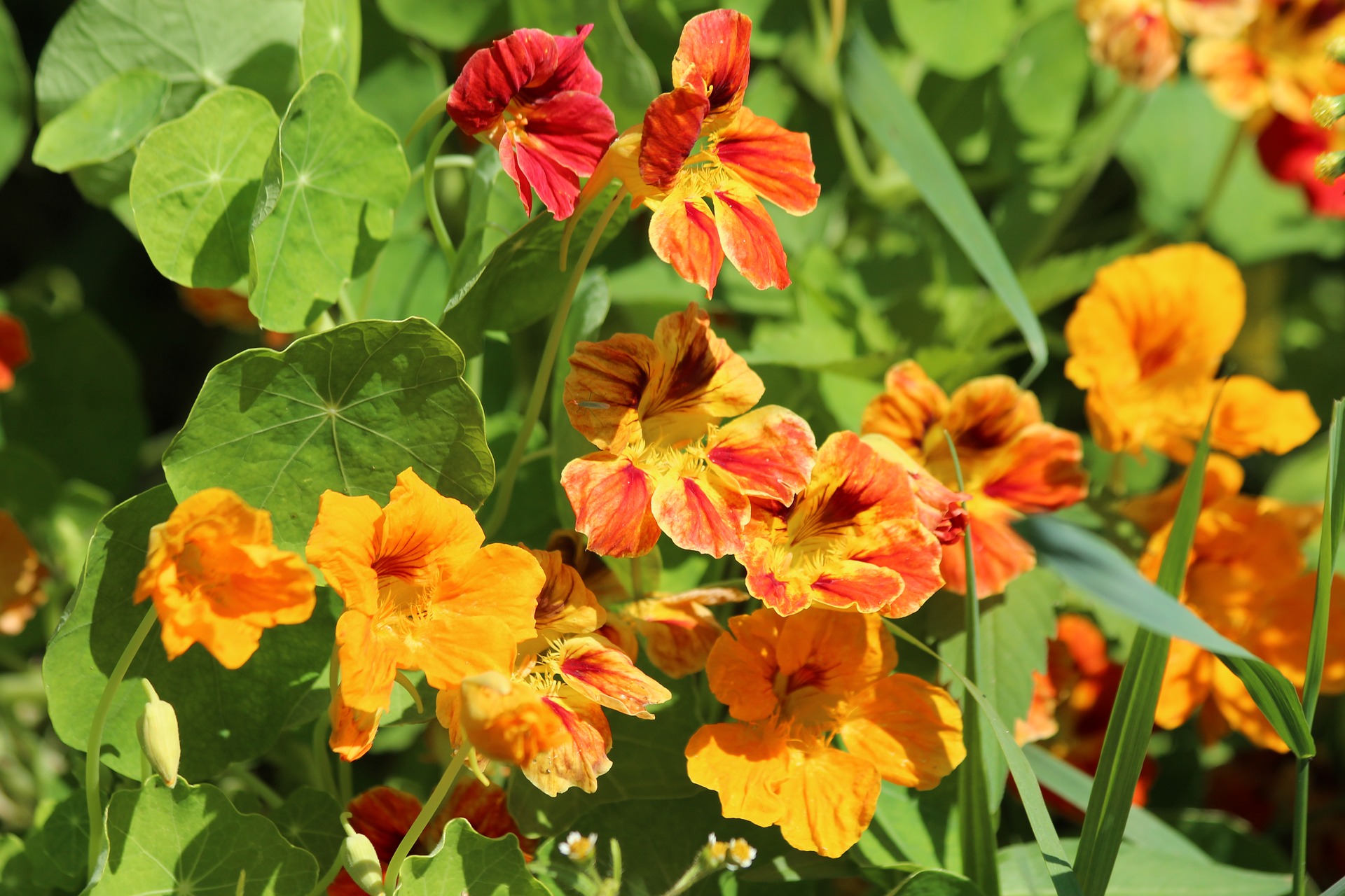 nasturtium-3774033_1920