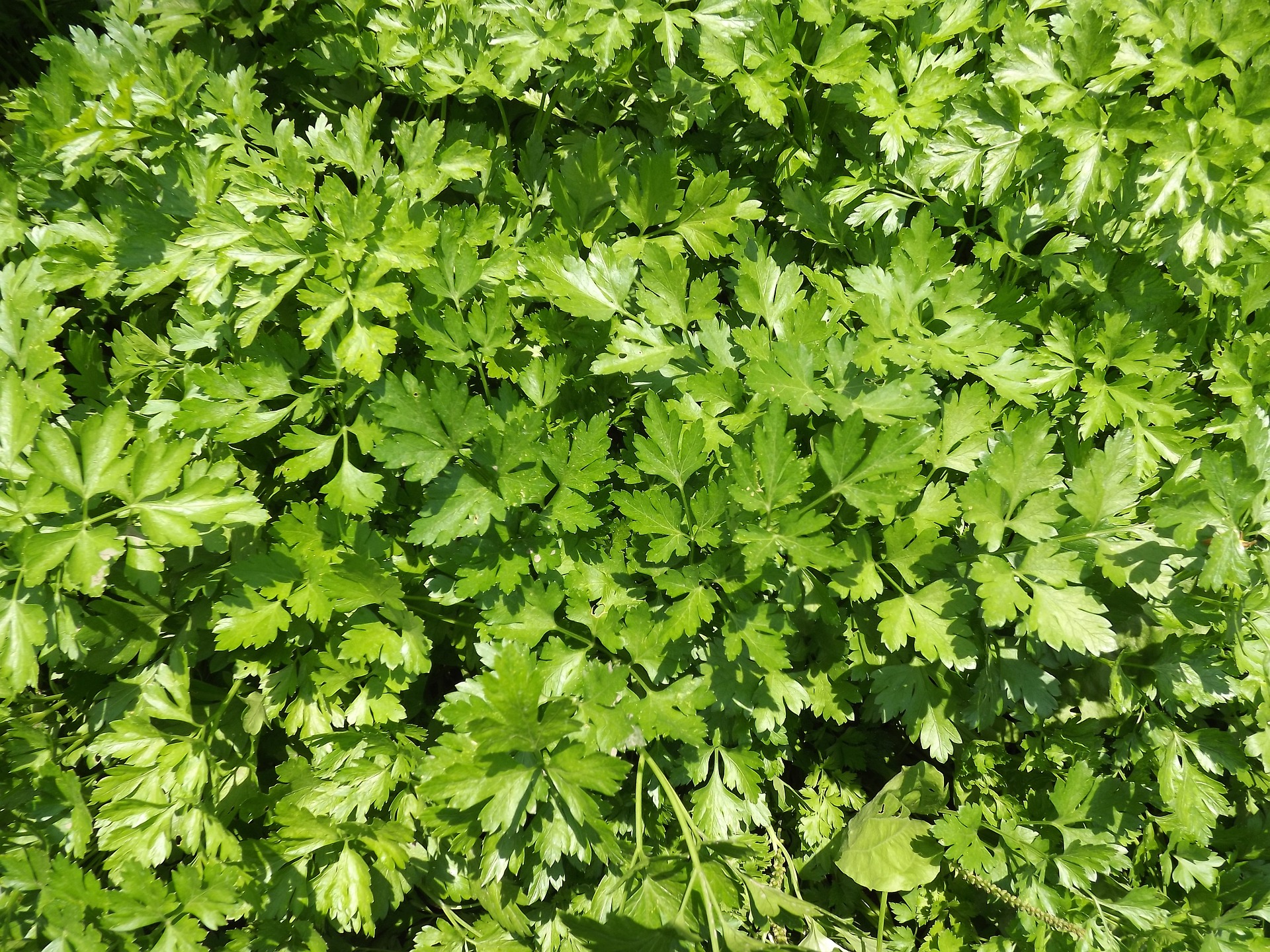 parsley-1625074_1920