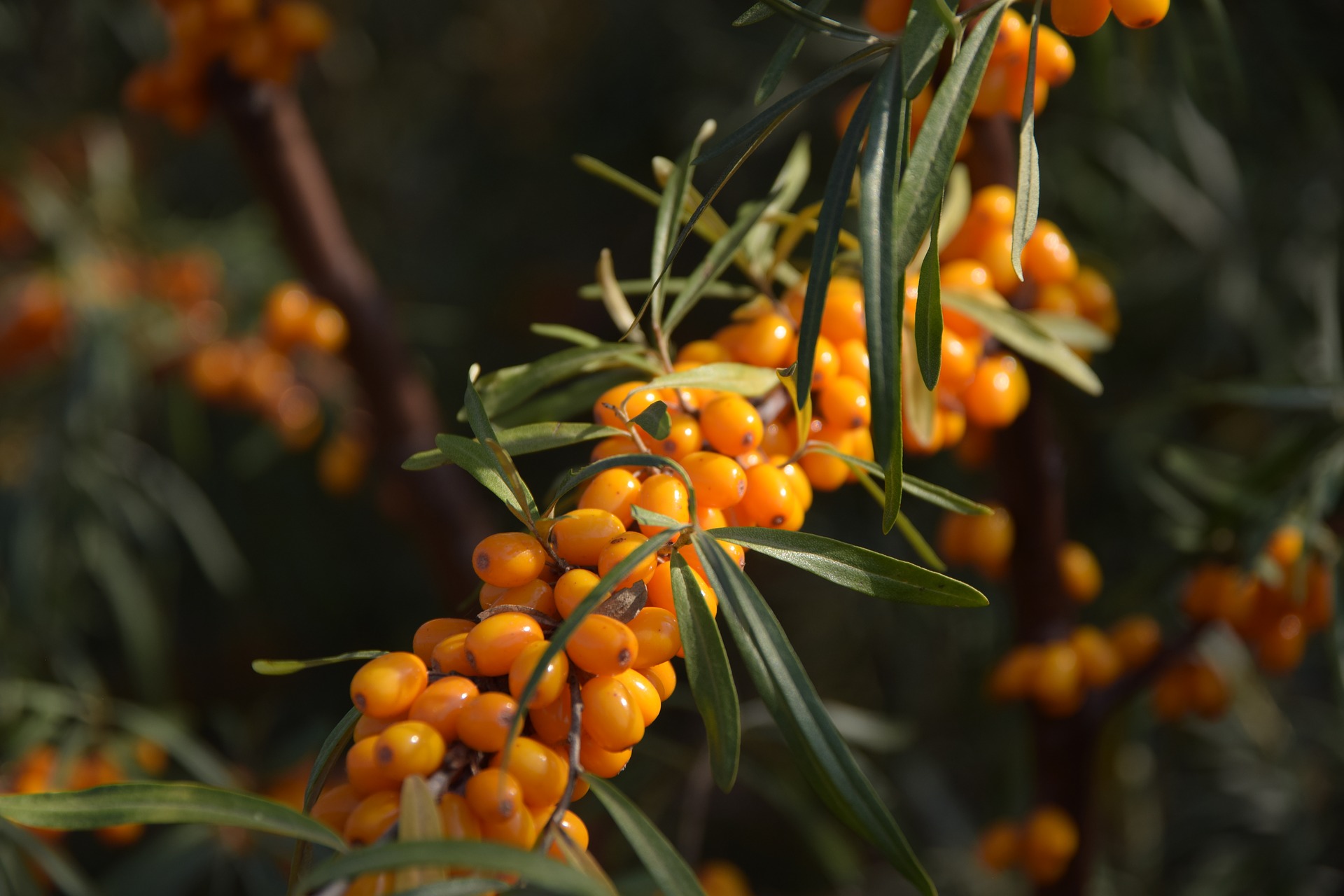 sea-buckthorn-2911630_1920