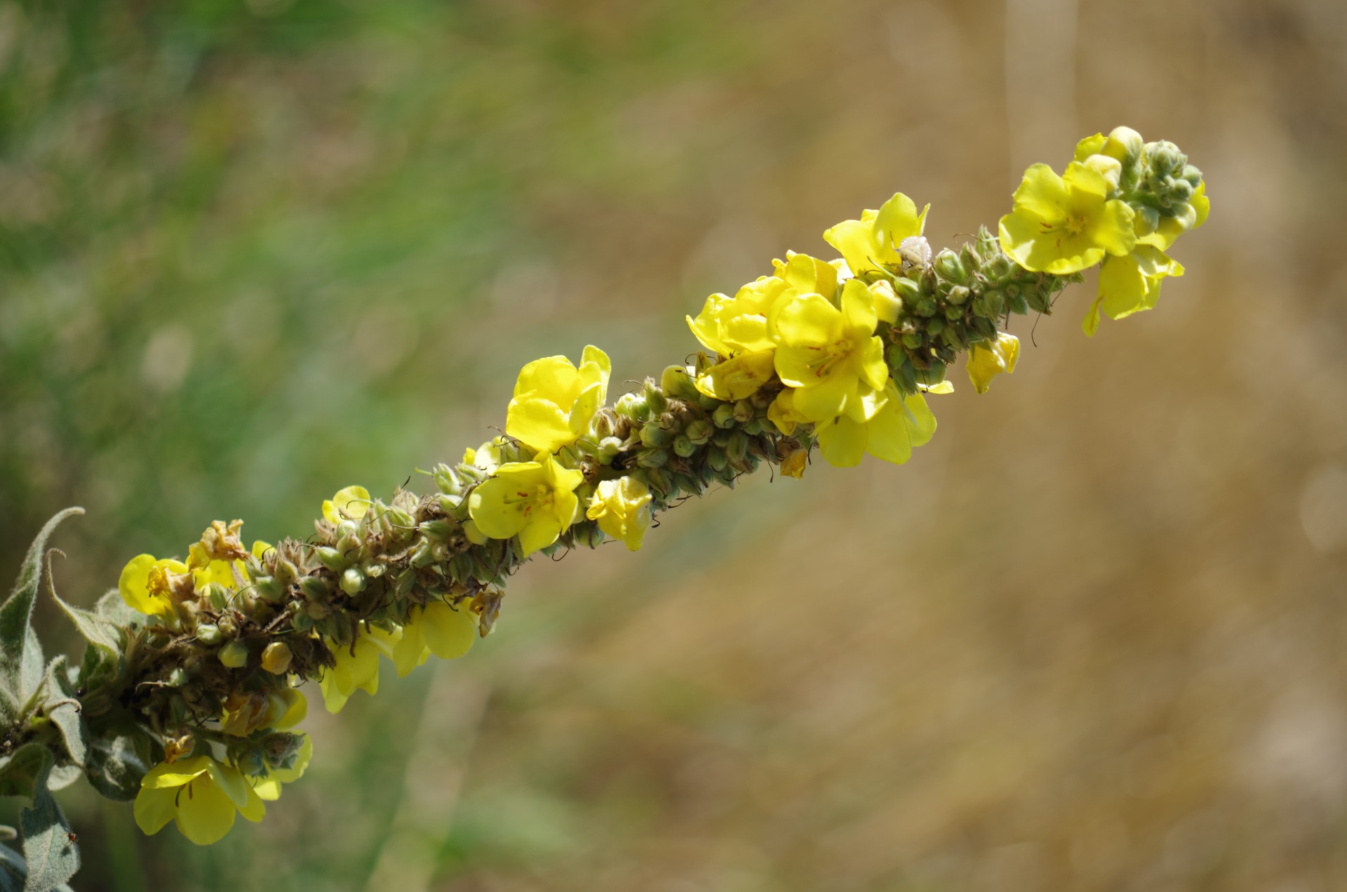 verbascum-densiflorum-1547769_1920