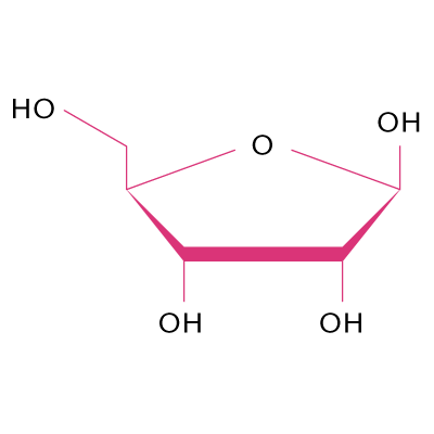 aktivní-prvky-riboxyl