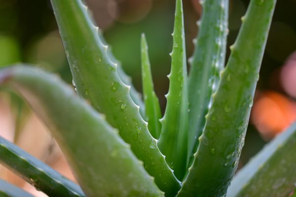 nebezpecne-rostliny-pro-zvirata-aloe-vera