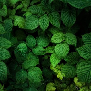 Lorem Ipsum is simply dummy text of the printing and typesetting industry. Lorem Ipsum has been the industry's standard...