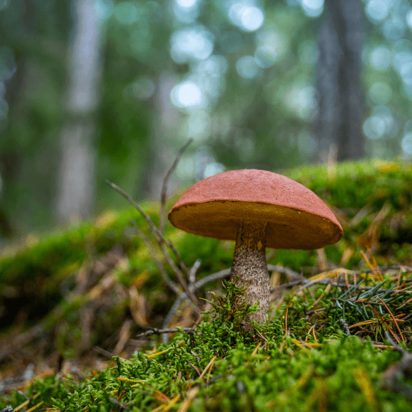 huby-kremenac