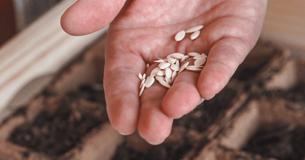 predpestovani-semena