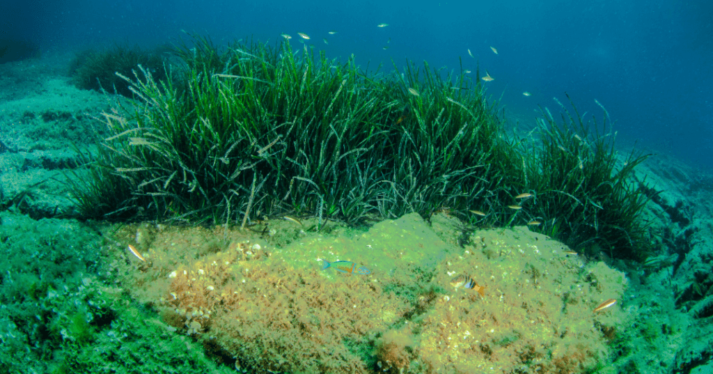 rast-morskej-travy
