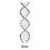 dna vel m