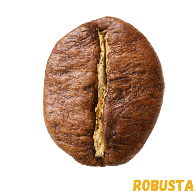 vzhled-robusta