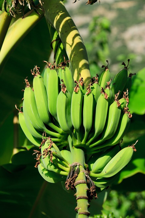 bananas-21686_960_720.jpg