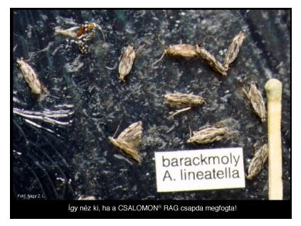 barackmoly A. lineatella RAG