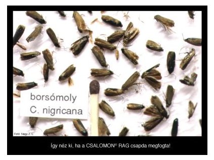 borsómoly C. nigricana RAG