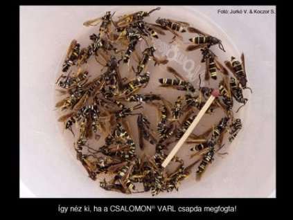 bögölyszitkár Paranthrene tabaniformis VARL+