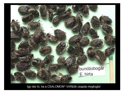 bundásbogár E. hirta VARb3k