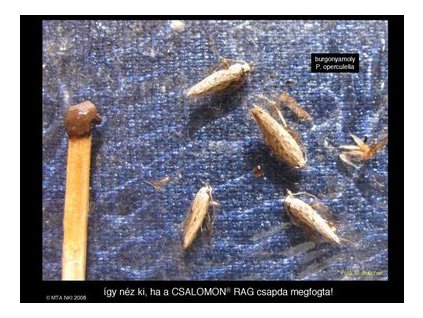 burgonyamoly Phthorimaea operculella RAG