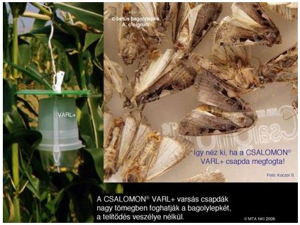 c betűs bagolylepke Amathes (Xestia) c nigrum VARL+