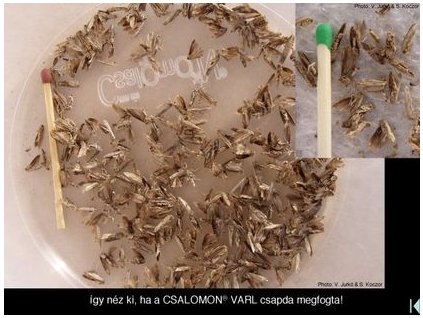 citrus virágmoly Prays citri VARL+