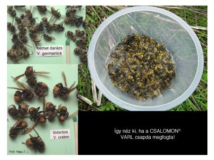darázs fajok Vespa spp. VARL