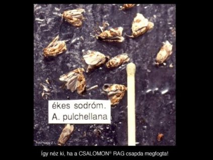 ékes sodrómoly Argyrotaenia pulchellana RAG
