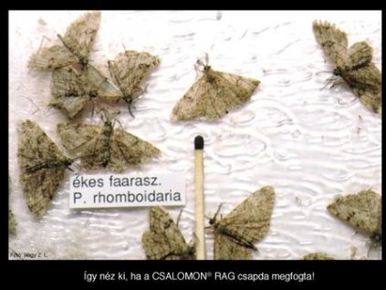 ékköves faaraszoló Peribatodes (Boarmia) rhomboidaria VARL+