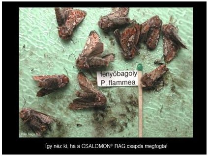 fenyőbagoly Panolis flammea RAG