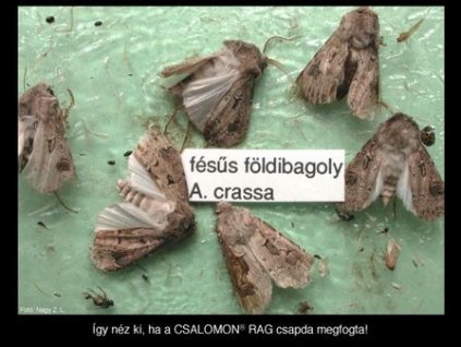 fésűs földibagoly Agrotis crassa RAG