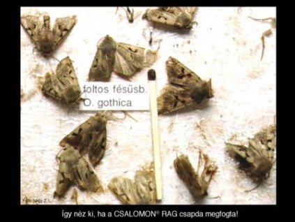 foltos fésűsbagoly Orthosia gothica RAG