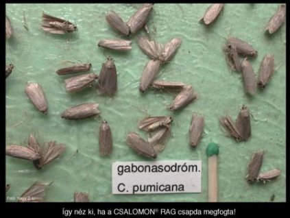 gabonasodrómoly Cnephasia pumicana RAG