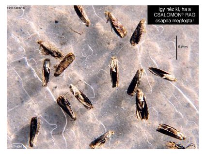 galagonya bogyóm. G. janthinana RAG