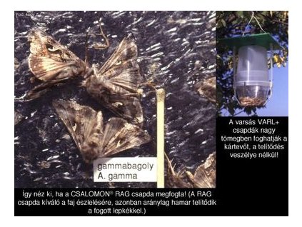 gamma bagolylepke Autographa gamma VARL+