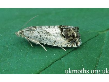 gesztenyemoly azaz tölgymakkmoly Cydia splendana RAG