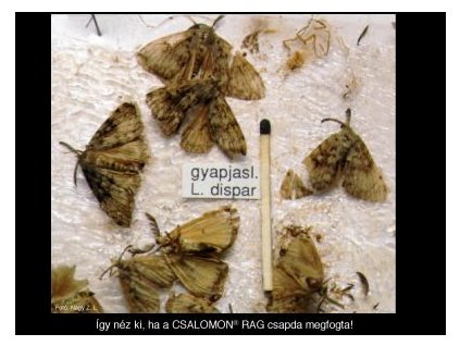 gyapjaslepke L. dispar RAG