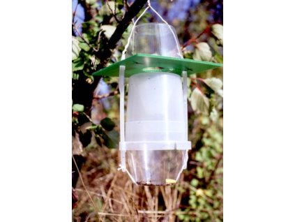 gyapjaslepke L. dispar VARs+