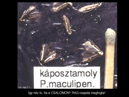 káposztamoly Plutella maculipennis RAG