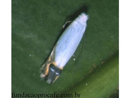 kávéaknázómoly Perileucoptera coffeella RAG