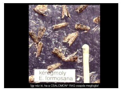 kéregmoly E. formosana RAG