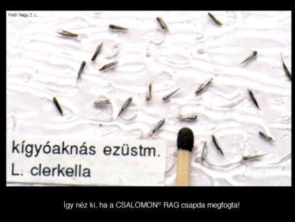 kígyóaknás ezüstmoly Lyonetia clerckella RAG