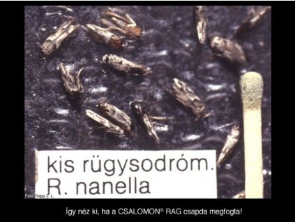 kis rügysodrómoly R. nanella RAG