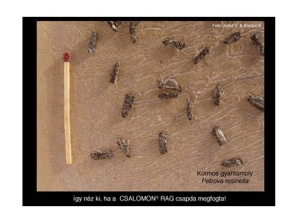 kormos gyantamoly Petrova resinella RAG