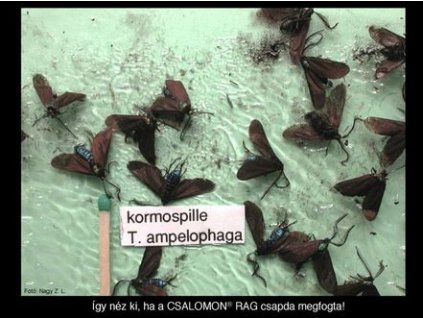 kormospille Theresimima azaz Ino ampelophaga RAG