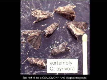 körtemoly C. pyrivora RAG