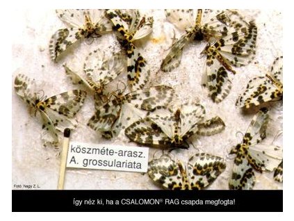 köszméte araszoló Abraxas grossulariata RAG