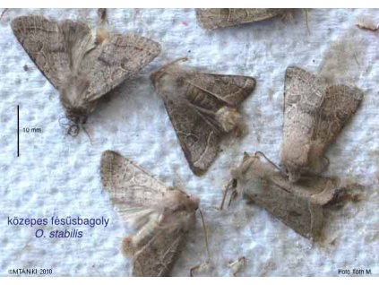 közepes fésűsbagoly Orthosia stabilis VARL+