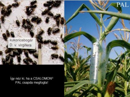 kukoricabogár Diabrotica v. virgifera PAL csak hímet fogó csalétekkel