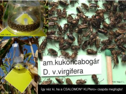 kukoricabogár Diabrotica v. virgifera KLPfero+ csak hímet fogó csalétekkel